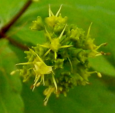 flower of Sanicula odorata, Clustered Snakeroot, Clustered Sanicle, Yellow-flowered Snakeroot, Fragrant Snakeroot