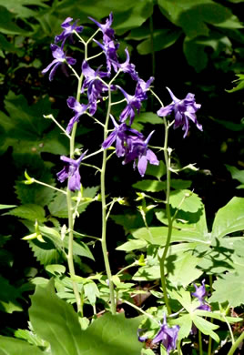 image of Delphinium tricorne, Dwarf Larkspur