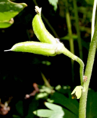 fruit of Delphinium tricorne, Dwarf Larkspur