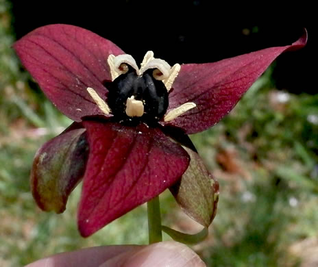 image of Trillium erectum, Red Trillium, Purple Trillium, Stinking Willie, Stinking Benjamin