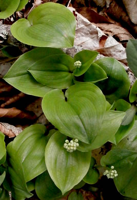 image of Maianthemum canadense, Canada Mayflower, False Lily-of-the-valley, Wild Lily-of-the-valley