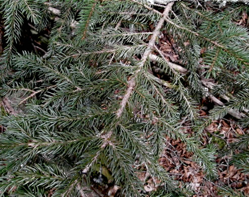 image of Picea rubens, Red Spruce, He Balsam