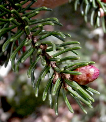 Picea rubens, Red Spruce, He Balsam