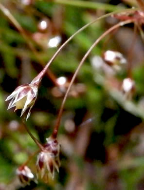 image of Luzula acuminata var. carolinae, Carolina Woodrush, Southern Hairy Woodrush