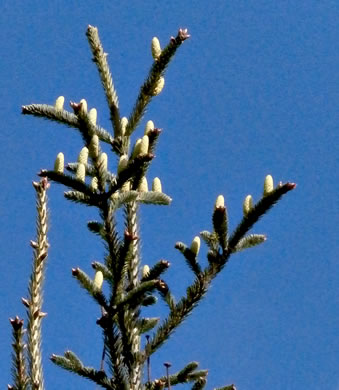 image of Abies fraseri, Fraser Fir, She Balsam, Southern Balsam