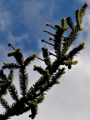 image of Abies fraseri, Fraser Fir, She Balsam, Southern Balsam