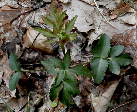 image of Zizia trifoliata, Mountain Golden-Alexanders