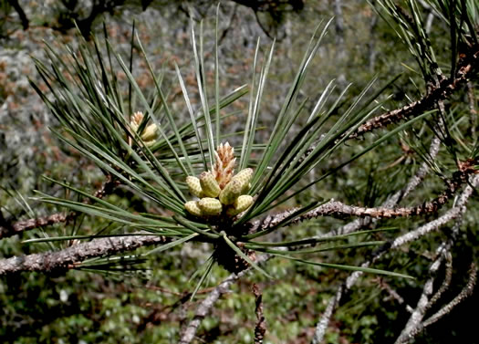 Pitch Pine