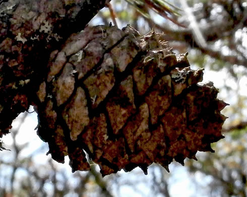 image of Pinus rigida, Pitch Pine