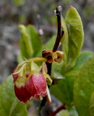 image of Gaylussacia baccata, Black Huckleberry, Crackleberry