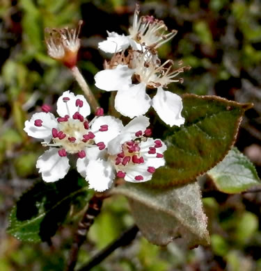 image of Aronia arbutifolia, Red Chokeberry