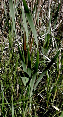 image of Typha latifolia, Common Cattail, Broadleaf Cattail