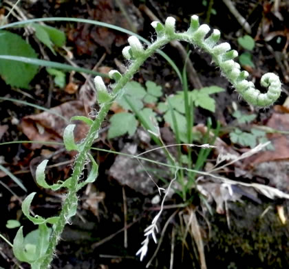 image of Polystichum acrostichoides, Christmas Fern