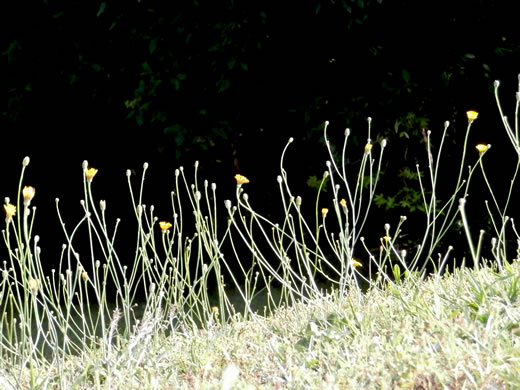 image of Hypochaeris radicata, Hairy Cat's-ear, Spotted Cat's-ear, Cat's Ear Dandelion