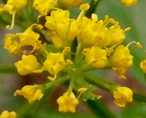 flower of Thaspium barbinode, Hairy-jointed Meadow-parsnip