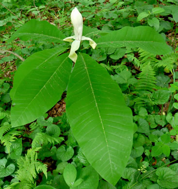 image of Magnolia tripetala, Umbrella Magnolia, Umbrella-tree