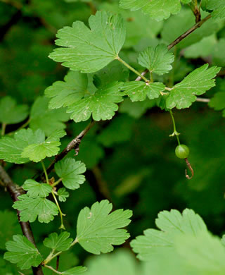 image of Ribes rotundifolium, Roundleaf Gooseberry, Appalachian Gooseberry