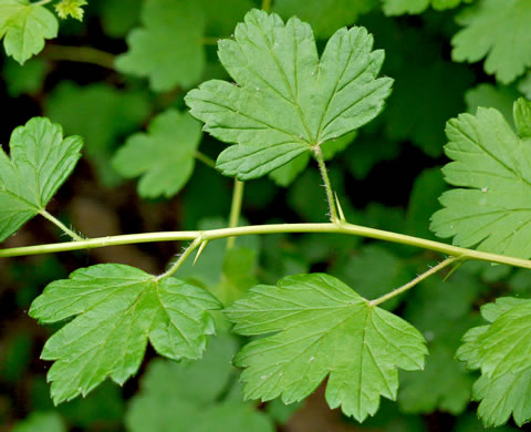 image of Ribes rotundifolium, Roundleaf Gooseberry, Appalachian Gooseberry