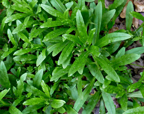 image of Myosotis laxa ssp. laxa, Smaller Forget-me-not, Marsh Forget-me-not, Tufted Forget-me-not