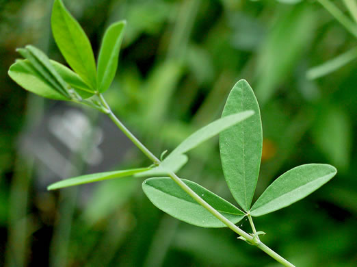 Baptisia australis, Tall Blue Wild Indigo, Streamside Blue Indigo, Tall Blue Baptisia