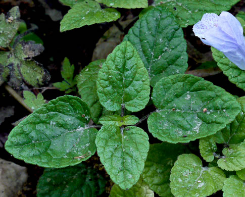 leaf or frond of Meehania cordata, Meehania, Meehan's Mint