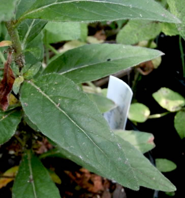 image of Oenothera fruticosa var. fruticosa, Narrowleaf Sundrops