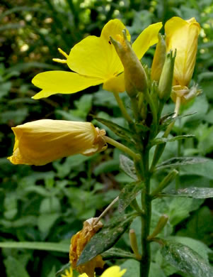 image of Oenothera fruticosa var. fruticosa, Narrowleaf Sundrops