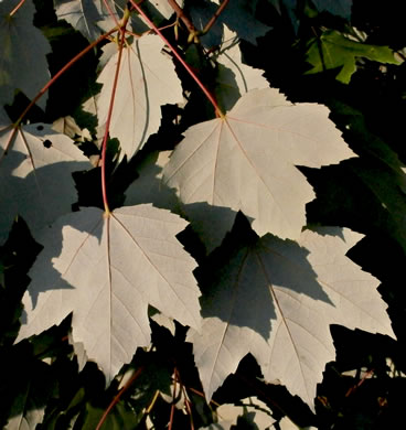 image of Acer rubrum var. rubrum, Eastern Red Maple