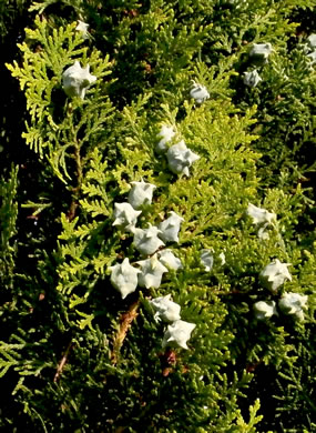 image of Platycladus orientalis, Oriental Arborvitae, Tree-of-life