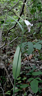 image of Cleistesiopsis bifaria, Appalachian Dragonhead Pogonia, Appalachian Small Spreading Pogonia, Smaller Rosebud Orchid, Upland Spreading Pogonia