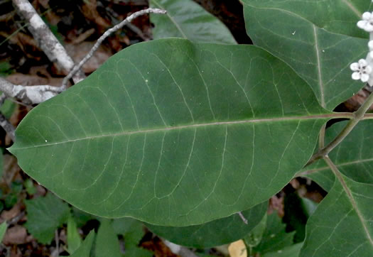 image of Asclepias variegata, White Milkweed, Redring Milkweed, Variegated Milkweed