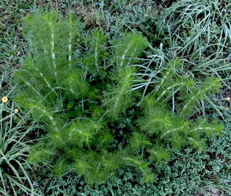 image of Eupatorium capillifolium, Common Dog-fennel, Summer Cedar, Yankeeweed