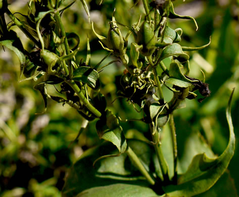 image of Penstemon digitalis, Foxglove Beardtongue, Tall White Beardtongue, Smooth Beardtongue