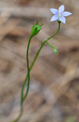 image of Wahlenbergia marginata, Wahlenbergia, Asian Rockbell, Asiatic bellflower, Southern Rockbell