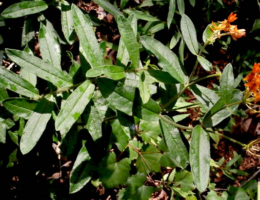 image of Asclepias tuberosa var. tuberosa, Butterfly Milkweed, Eastern Butterflyweed, Pleurisy Root, Wind Root