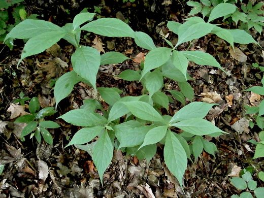 image of Cubelium concolor, Eastern Green-violet