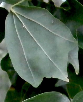 image of Acer buergerianum, Trident Maple