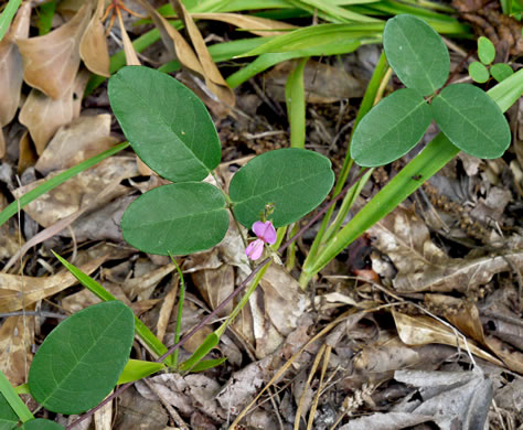 image of Lespedeza procumbens, Downy Trailing Lespedeza, Trailing Bush-clover