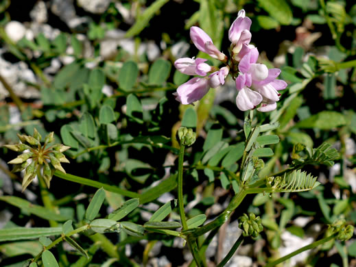 image of Securigera varia, Crown-vetch