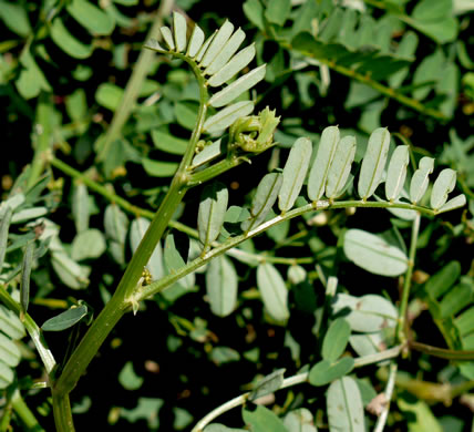 image of Securigera varia, Crown-vetch