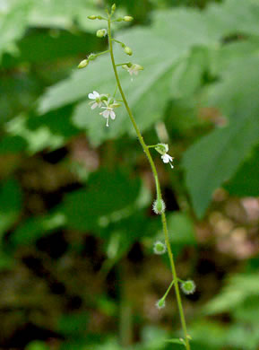 Canada Enchanter's Nightshade