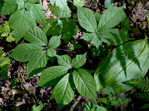 image of Panax quinquefolius, American Ginseng, Sang