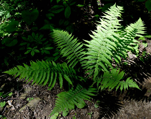 image of Deparia acrostichoides, Silvery Glade Fern, Silvery Spleenwort