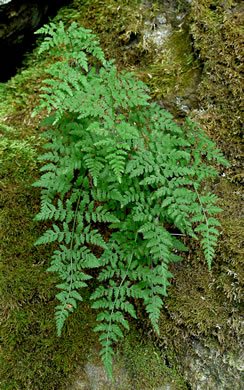 image of Cystopteris tenuis, Mackay's Bladder Fern, Mackay's Fragile Fern, Upland Bladder Fern