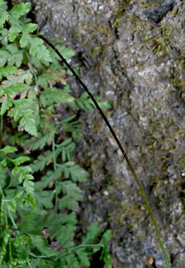 image of Cystopteris tenuis, Mackay's Bladder Fern, Mackay's Fragile Fern, Upland Bladder Fern