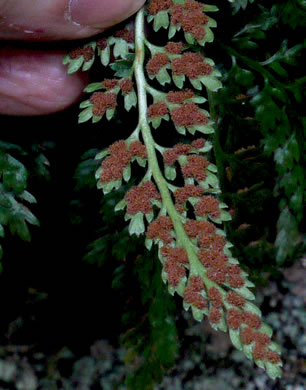 image of Asplenium montanum, Mountain Spleenwort