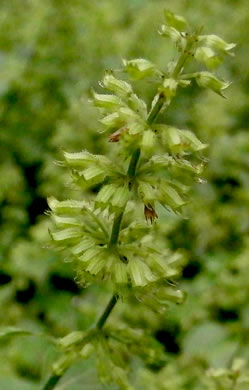 image of Clinopodium gracile, Slender Wild Basil, Slender Calamint