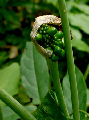 image of Arisaema triphyllum, Common Jack in the Pulpit, Indian Turnip