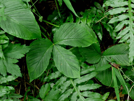 image of Pinellia tripartita, Green Dragon, Pinellia, Voodoo Lily