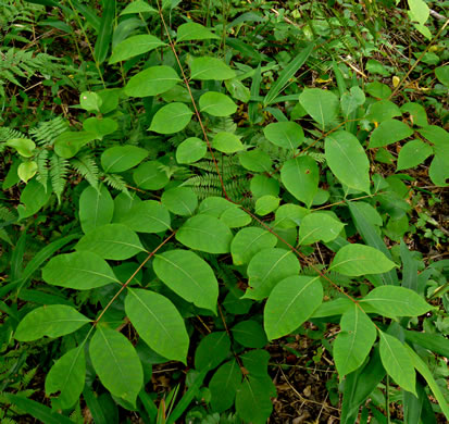 image of Toxicodendron vernix, Poison Sumac, Thunderwood